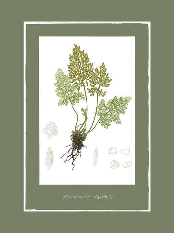 Green Botanics III Black Ornate Wood Framed Art Print with Double Matting by PI Studio