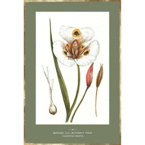 Green Botanics IV Gold Ornate Wood Framed Art Print with Double Matting by PI Studio