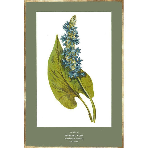 Green Botanics V Black Modern Wood Framed Art Print with Double Matting by PI Studio