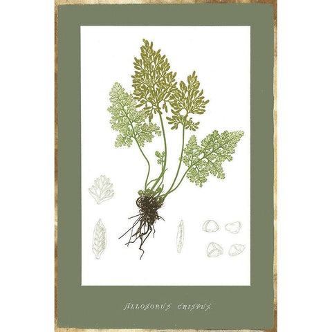 Botanical Garden IV White Modern Wood Framed Art Print by PI Studio