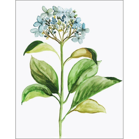 Little Hydrangea Black Modern Wood Framed Art Print with Double Matting by Pi Studio