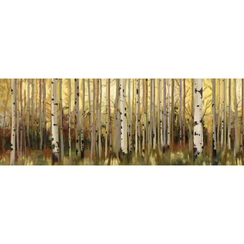 Forest Light Black Modern Wood Framed Art Print with Double Matting by Pearce, Allison