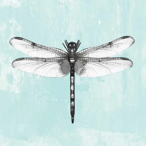 Dragonfly I Black Modern Wood Framed Art Print with Double Matting by PI Galerie
