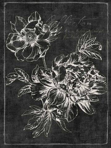 Black Botanical I Black Ornate Wood Framed Art Print with Double Matting by PI Galerie