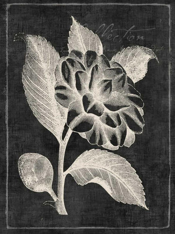 Black Botanical II Black Ornate Wood Framed Art Print with Double Matting by PI Galerie