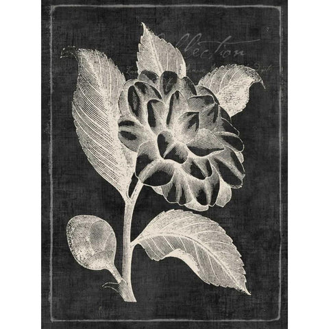 Black Botanical II Black Modern Wood Framed Art Print by PI Galerie