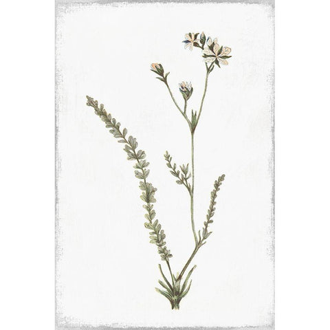 Little Flower I White Modern Wood Framed Art Print by Pi Studio