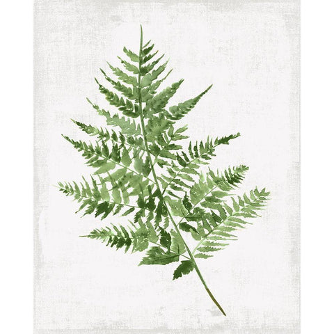 Fern Pressing II Black Modern Wood Framed Art Print with Double Matting by PI Studio