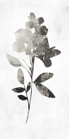 PI Studio Black Ornate Wood Framed Art Print with Double Matting by A Shadow Of A Flower I