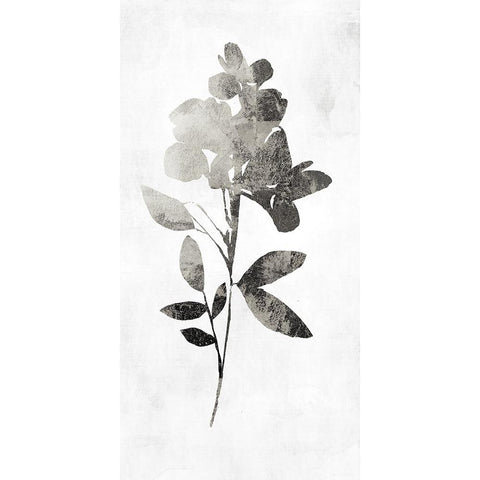PI Studio Black Modern Wood Framed Art Print with Double Matting by A Shadow Of A Flower I