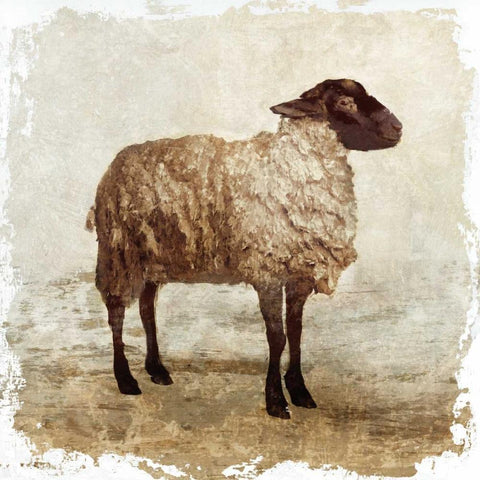 Sheep white border White Modern Wood Framed Art Print with Double Matting by PI Studio