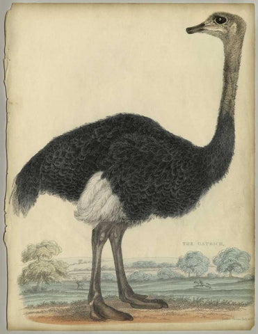 The Ostrich  White Modern Wood Framed Art Print with Double Matting by PI Collection