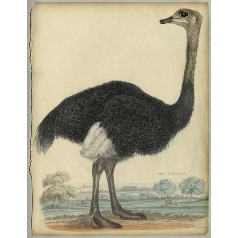 The Ostrich  Black Modern Wood Framed Art Print by PI Collection
