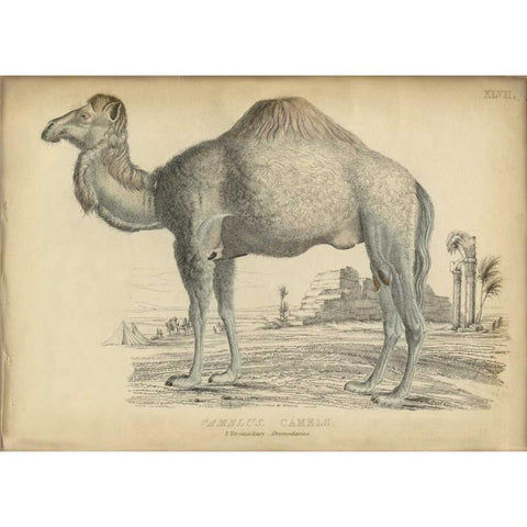 Camel Bactarnian  Gold Ornate Wood Framed Art Print with Double Matting by PI Collection
