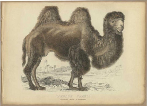 Camel Dromedary Black Ornate Wood Framed Art Print with Double Matting by PI Collection