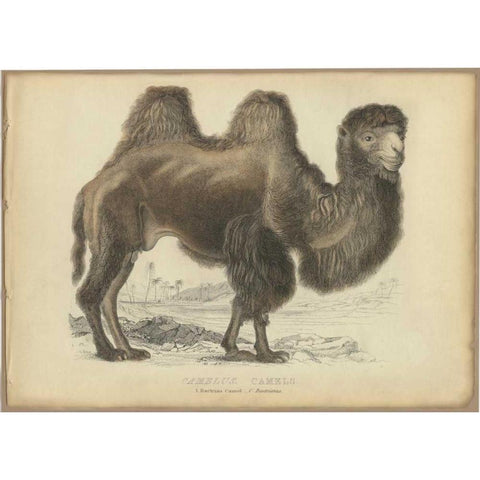 Camel Dromedary Black Modern Wood Framed Art Print by PI Collection