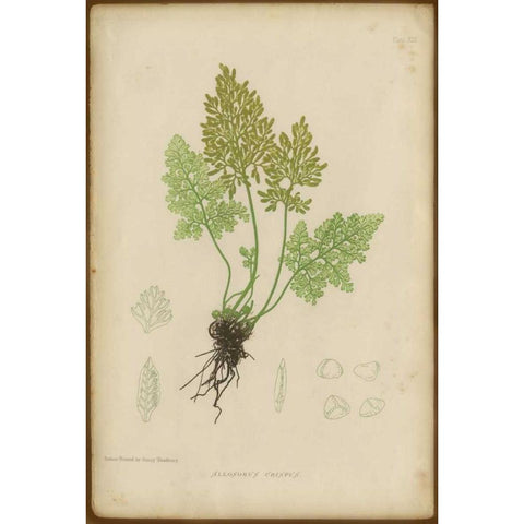Roots  White Modern Wood Framed Art Print by PI Collection