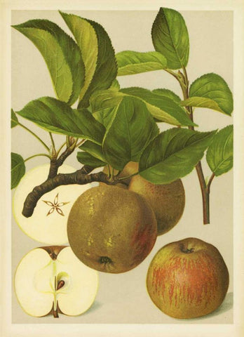 Russet Apples I White Modern Wood Framed Art Print with Double Matting by PI Collection