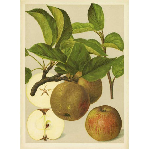 Russet Apples I Black Modern Wood Framed Art Print with Double Matting by PI Collection