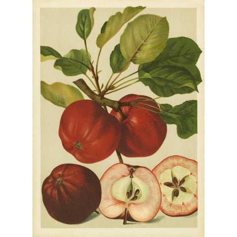 Red Veli Apples II Gold Ornate Wood Framed Art Print with Double Matting by PI Collection