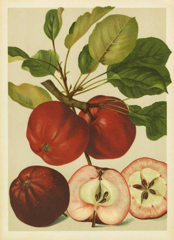 Red Veli Apples II White Modern Wood Framed Art Print with Double Matting by PI Collection