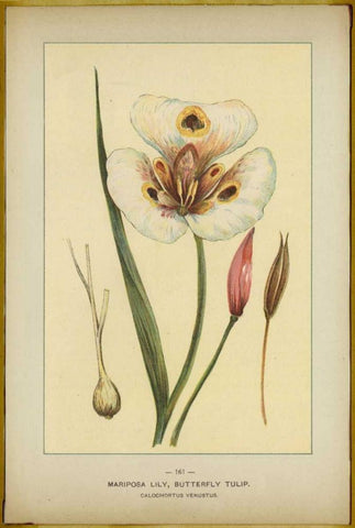 Mariposalily Black Ornate Wood Framed Art Print with Double Matting by PI Collection