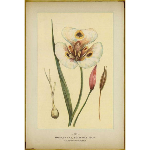 Mariposalily Black Modern Wood Framed Art Print by PI Collection