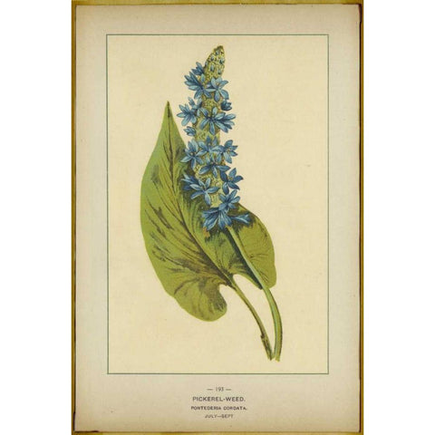 Pickerel Weed Black Modern Wood Framed Art Print with Double Matting by PI Collection