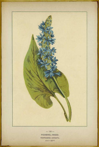 Pickerel Weed White Modern Wood Framed Art Print with Double Matting by PI Collection