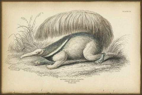 Great Anteater Black Ornate Wood Framed Art Print with Double Matting by PI Collection