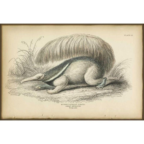 Great Anteater Black Modern Wood Framed Art Print by PI Collection
