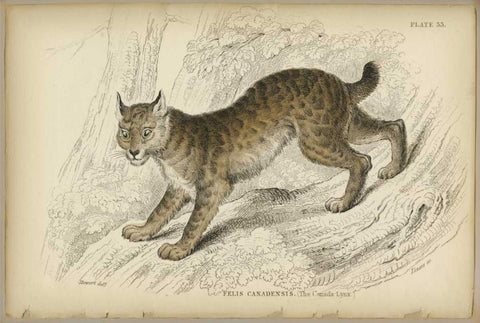 Felis Canadenis Lynx  Black Ornate Wood Framed Art Print with Double Matting by PI Collection