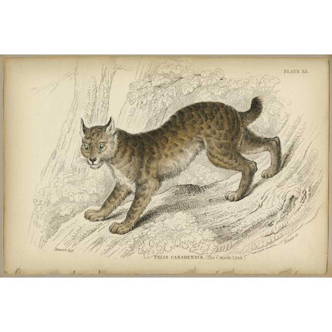 Felis Canadenis Lynx  White Modern Wood Framed Art Print by PI Collection