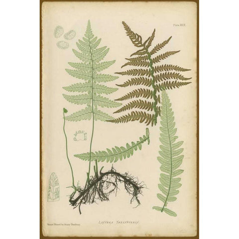 Lastrea Thelypteris Gold Ornate Wood Framed Art Print with Double Matting by PI Collection