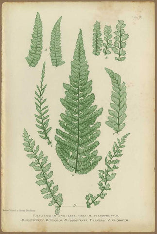 Polystichum Black Ornate Wood Framed Art Print with Double Matting by PI Collection