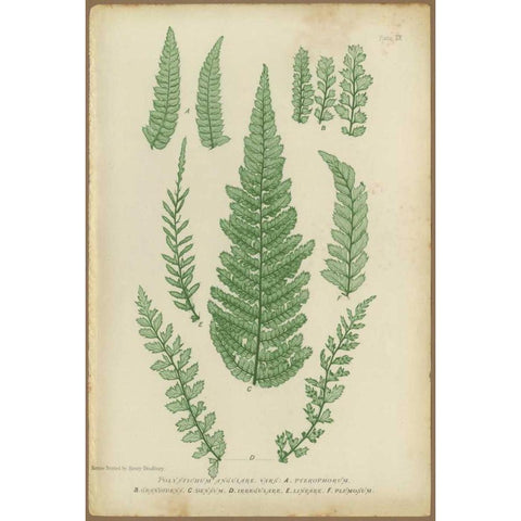 Polystichum Black Modern Wood Framed Art Print by PI Collection