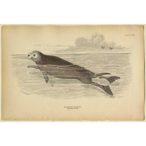 Sea Otter Black Modern Wood Framed Art Print with Double Matting by PI Collection
