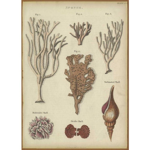 Sponge Gold Ornate Wood Framed Art Print with Double Matting by PI Collection