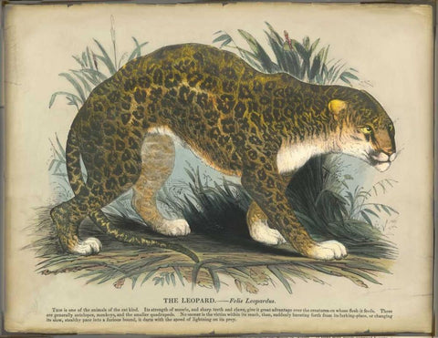 Leopard Black Ornate Wood Framed Art Print with Double Matting by PI Collection