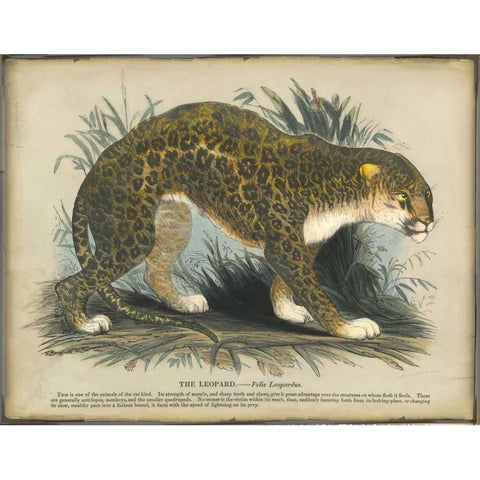 Leopard Black Modern Wood Framed Art Print by PI Collection