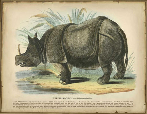 Rhino White Modern Wood Framed Art Print with Double Matting by PI Collection
