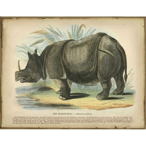 Rhino Gold Ornate Wood Framed Art Print with Double Matting by PI Collection