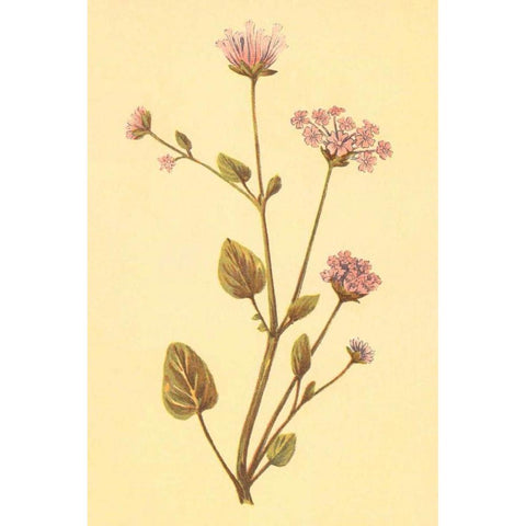 Abronia Turbinata Black Modern Wood Framed Art Print by PI Collection