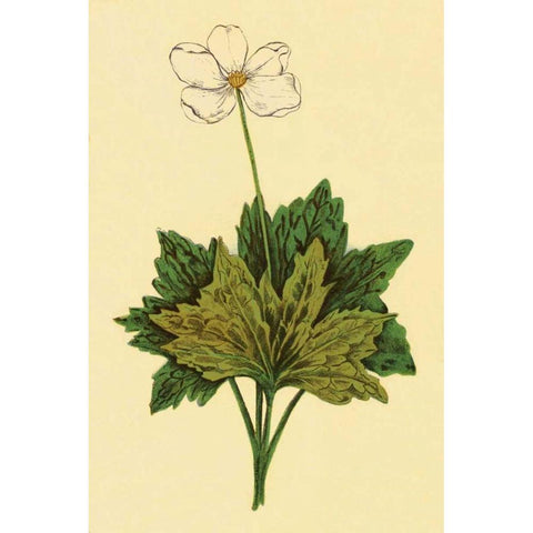 Anemone Gold Ornate Wood Framed Art Print with Double Matting by PI Collection