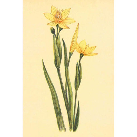 Arizona Sisrinchium  Gold Ornate Wood Framed Art Print with Double Matting by PI Collection