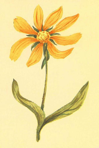 Arizona Wyethia Black Ornate Wood Framed Art Print with Double Matting by PI Collection