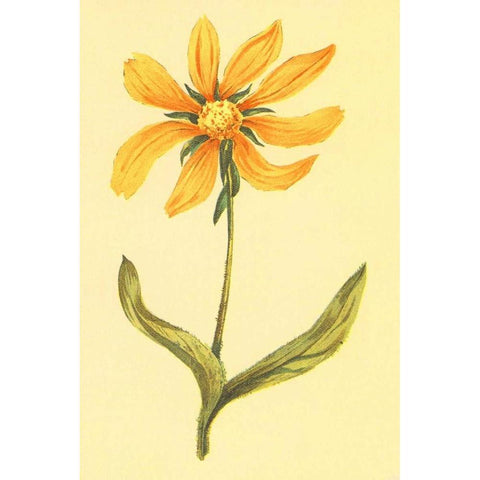 Arizona Wyethia White Modern Wood Framed Art Print by PI Collection