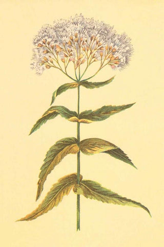 Boneset and Ague Weed Black Ornate Wood Framed Art Print with Double Matting by PI Collection