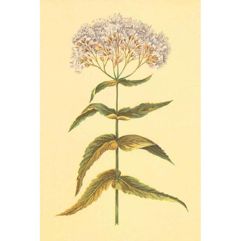 Boneset and Ague Weed Black Modern Wood Framed Art Print by PI Collection