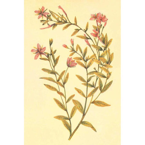 Broad Leaved Fireweed Black Modern Wood Framed Art Print with Double Matting by PI Collection